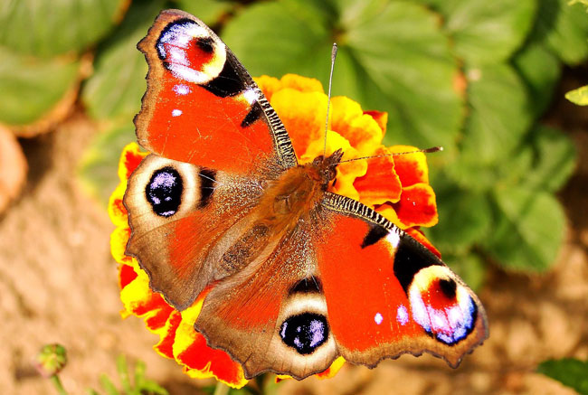 Бабочка “дневной павлиний глаз”