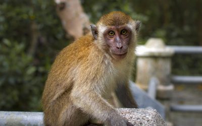 monkey-3243666_640