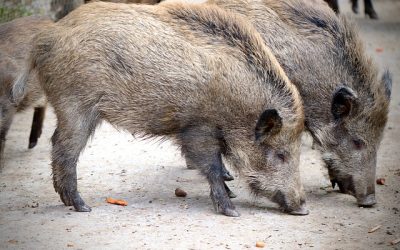 wild-boar-4787575_640