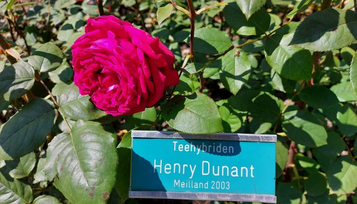 Henry Dunant