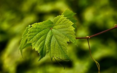 grape-vine-3543379_640