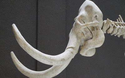 mammoth-1257287_1920