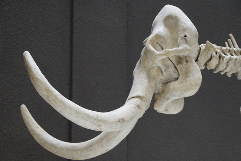 mammoth-1257287_1920