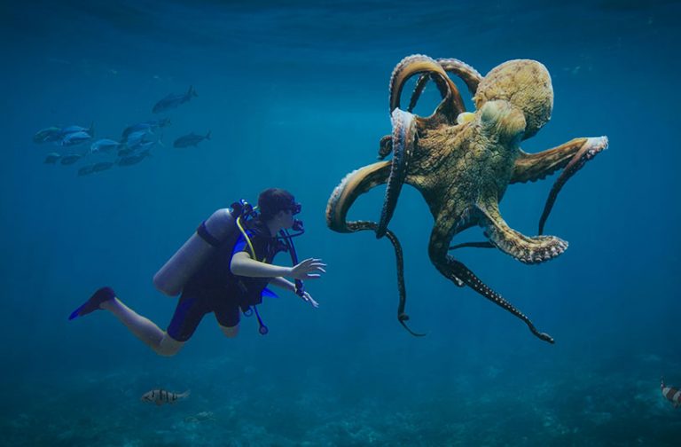 octopus-6824384_1920