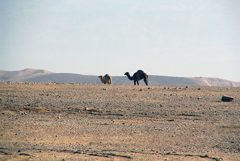 Бедуинский сейсмограф
