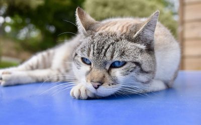 cat-6900320_1920