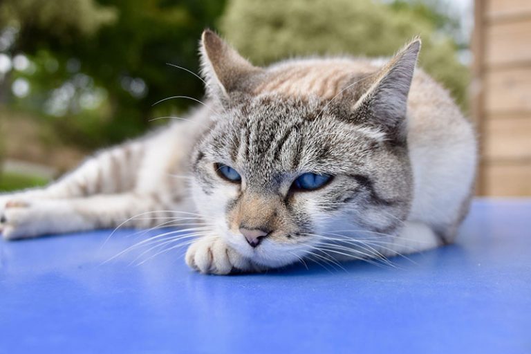 cat-6900320_1920