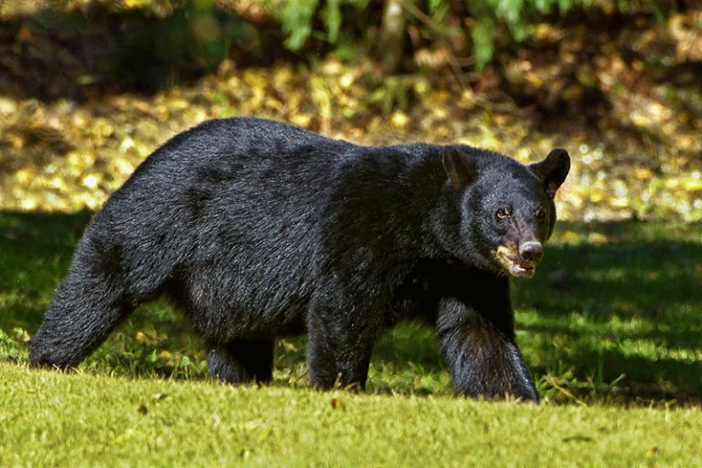 black-bear-g48f3eef67_1920