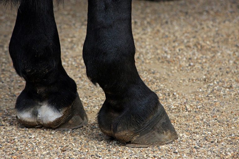 horses-hooves-g76a514658_1280