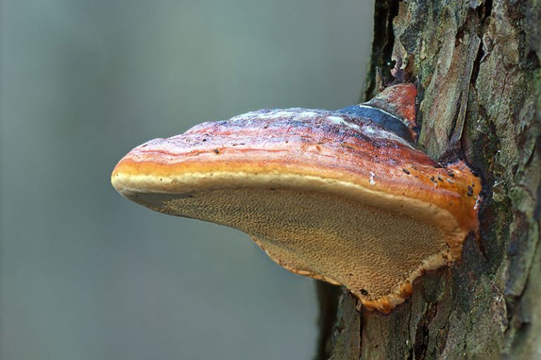 mushroom-g33fc1ebba_1920