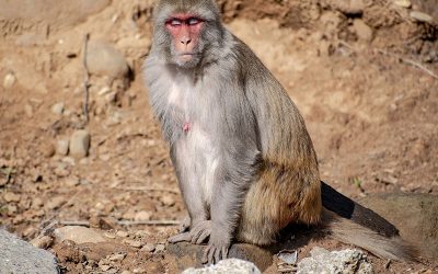 rhesus-macaque-gb949ea0be_1920