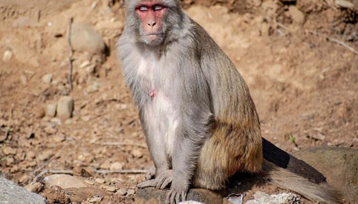 rhesus-macaque-gb949ea0be_1920
