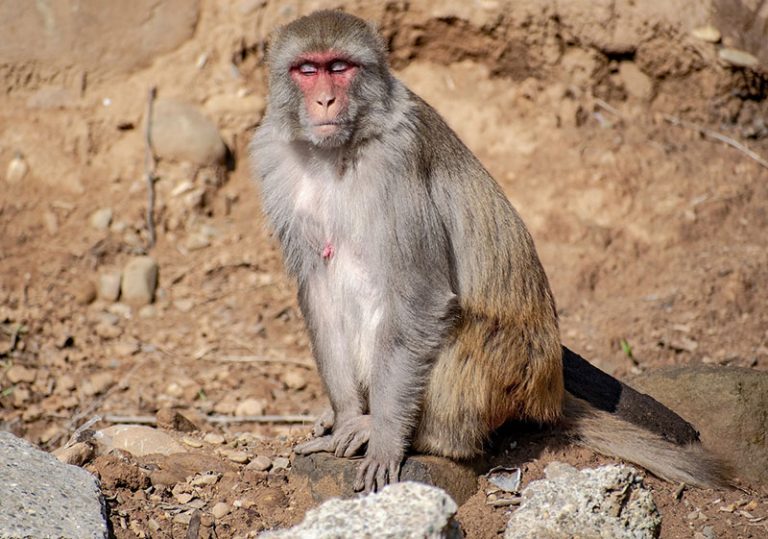 rhesus-macaque-gb949ea0be_1920