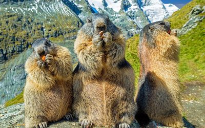 marmots-4936688_960_720