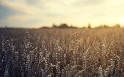 wheat-5207174_960_720