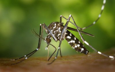 mosquito-gc7a62cd79_1920