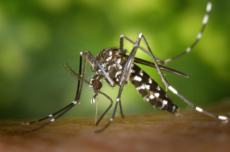 mosquito-gc7a62cd79_1920