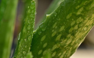 aloe-vera-g3a49c6a70_1920