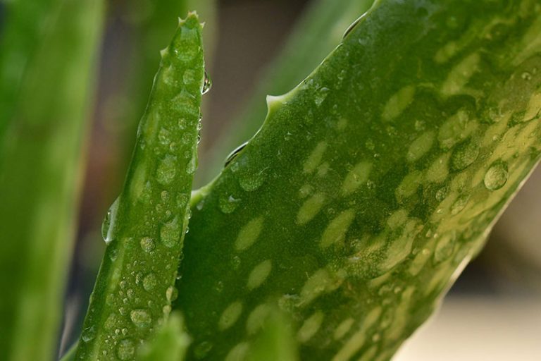 aloe-vera-g3a49c6a70_1920