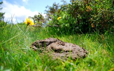 cow-dung-2489558_960_720