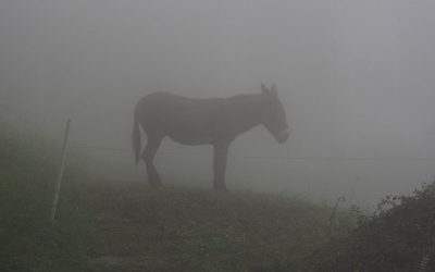 donkey