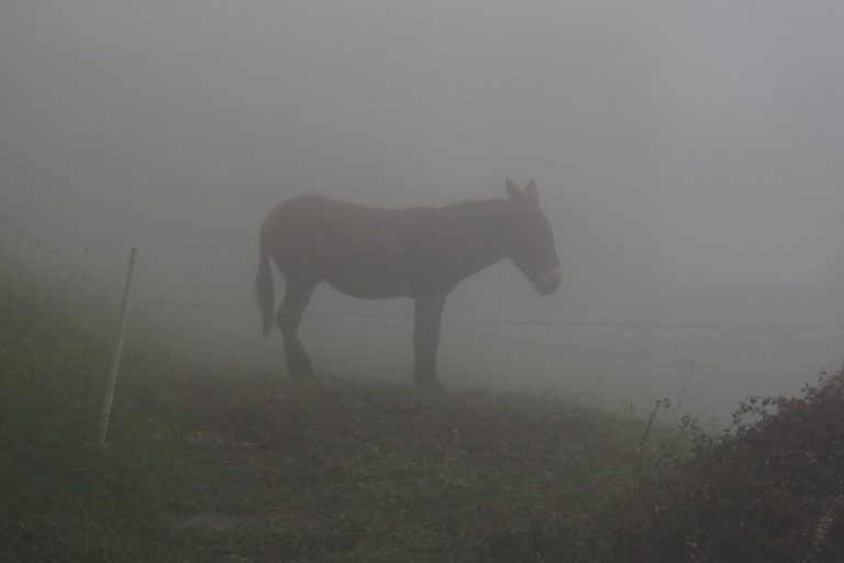 donkey