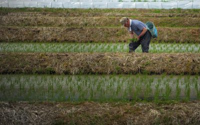 farmer-5223233_960_720