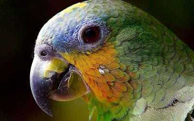 por-que-as-aves-nao-tem-dentes-2