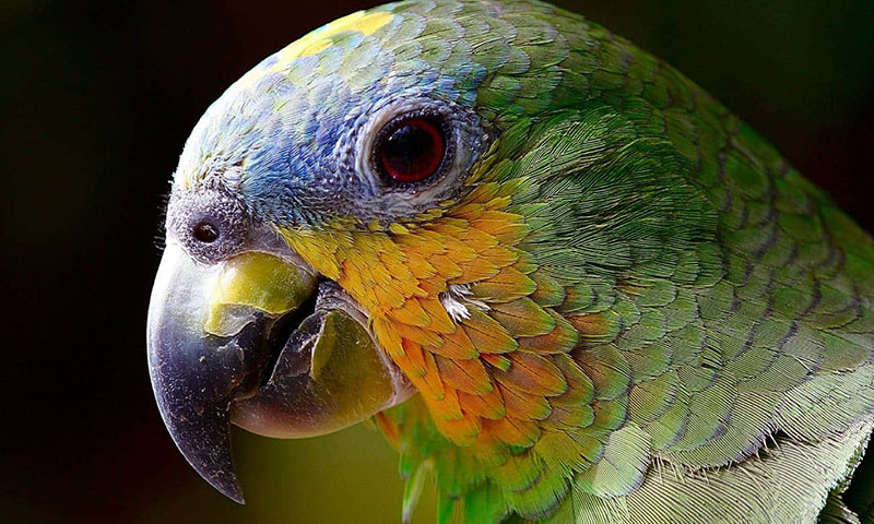Ученые выяснили, что попугаи используют свой клюв как «третью конечность»