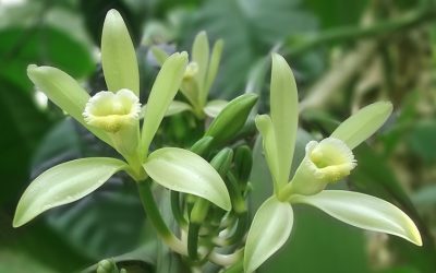 vanilla-flower-542019_960_720