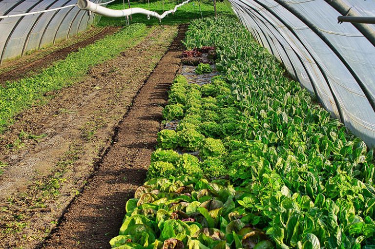 chard-6702460_1920