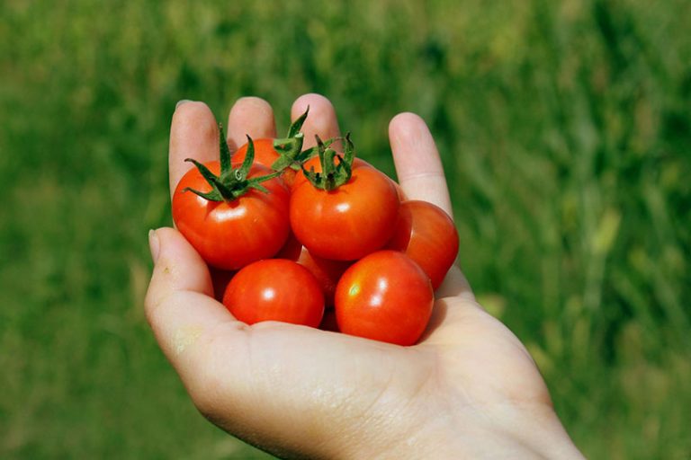 cherry-tomatoes-g87c3195fe_1920