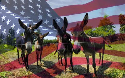 donkeys-g1866b553e_1920