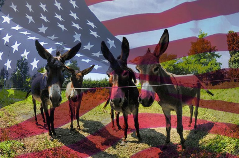donkeys-g1866b553e_1920