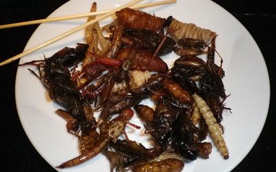 eat-thai-ga2373f279_1920