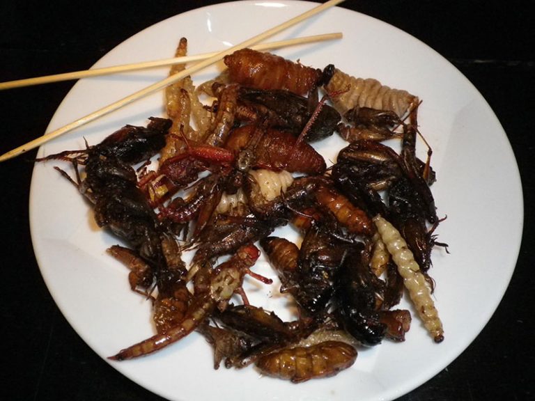 eat-thai-ga2373f279_1920