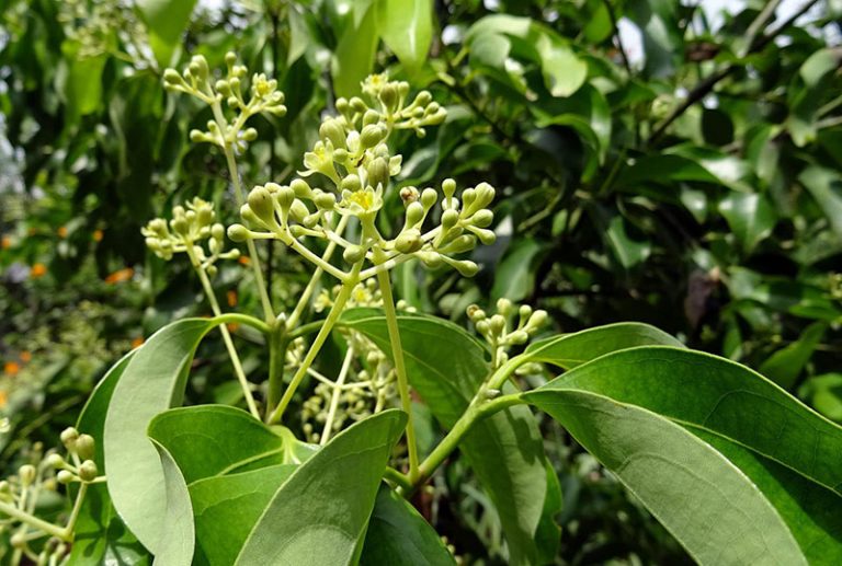 indian-bay-leaf-1707524_1920
