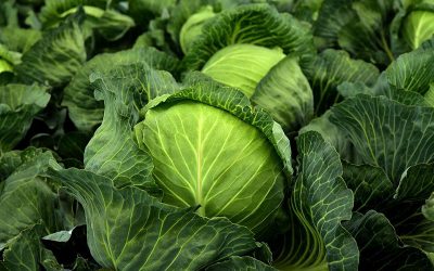 kohl-3722517_960_720