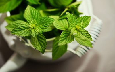 peppermint-gb35cda795_1920