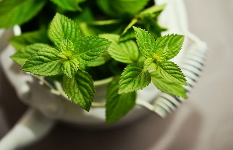 peppermint-gb35cda795_1920