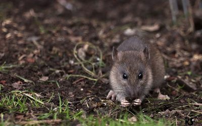 rat-g151576c70_1920