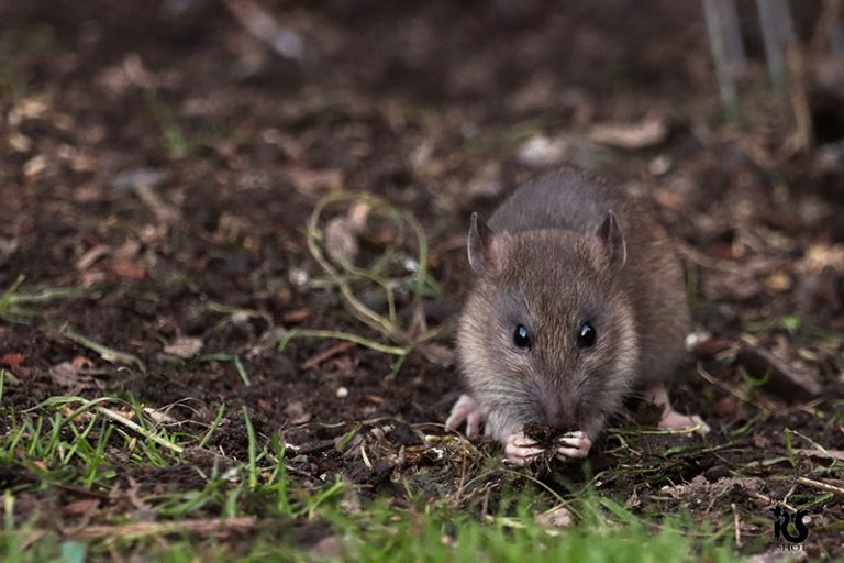 rat-g151576c70_1920