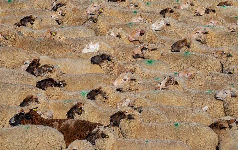sheeps-3379578_1920