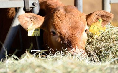 animal-g6ec76248d_1920