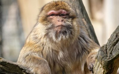 animal-gd032a9898_1920