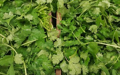 cilantro-g26c1f8b6b_1920