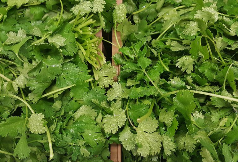 cilantro-g26c1f8b6b_1920
