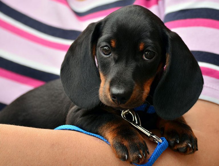 dachshund-gcb563738a_1920