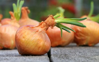 onion-g46c619dfa_1920