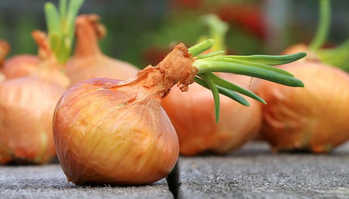 onion-g46c619dfa_1920